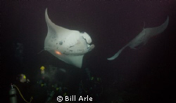 Night Manta dive.  Big Island, Hawaii. by Bill Arle 